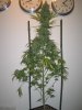 Week 9 Flowering 023.jpg