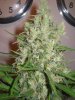 Week 9 Flowering 024.jpg