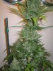 Week 9 Flowering 026.jpg