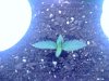 SEEDLING2 DAY5.jpg