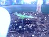 SEEDLING4 DAY5.jpg