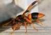 wasp-with-mudball-01.jpg