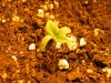 Seedling_9.JPG