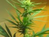 Violator - 3 weeks flower 004.jpg