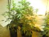 Violator - 3 weeks flower 007.jpg