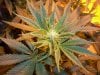 PPP-Day34-bud1.jpg