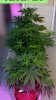 All-Day73-Veg-Day14-Flwr-2 (722x1280).jpg