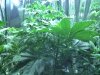 HydroGrowth_5week (2).jpg