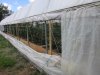 Greenhouse update 4-22-2014 012.JPG