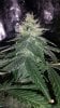 mako shark day 35 flower.jpg