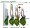 mmj-lifecycle.jpg