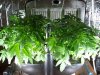 AG 1st Grow week6 007.jpg