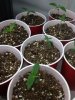 seedlings.jpg