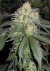 diesel x kandykush x skunk 1 A 6.jpg