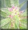 dr-underground-u-pink-kush-feminized-8-pack-16897-p.jpg