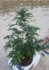 Extrema Day 43 of Flowering.jpg