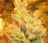 11 Holy Grail Kush 1 - closeup.JPG