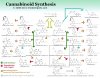 cannabinoidsynthesis.jpg