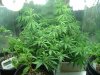 Week 8_1st day flower002.jpg