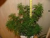 Week 8_1st day flower004.jpg