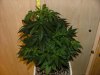 Week 8_1st day flower011.jpg