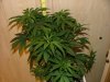 Week 8_1st day flower014.jpg