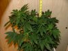 Week 8_1st day flower015.jpg