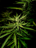 BlueDream2 reveg 05-19-14.png