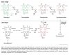 Chlorophyll breakdown.jpg