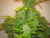 Week 10 Flowering 011.jpg