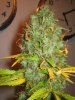 Week 10 Flowering 013.jpg