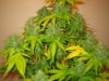 Week 10 Flowering 014.jpg