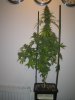 Week 10 Flowering 018.jpg