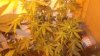 cfl grow 018.jpg