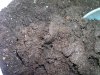 RICH soil..JPG