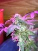 Purple Money F1 Week 2 & half flowering.JPG