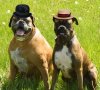 dog laurel n hardy.JPG