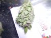 Grape-48 bud shot.JPG