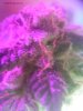 Purple Monkey kush pheno.JPG