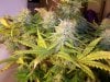 6 wk flower 007.jpg