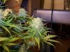 6 wk flower 021.jpg