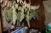 PowerSkunk III Harvest 007 (800x533).jpg