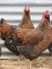 chicken-golden-laced-wyandotte.jpg