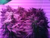 day 44 flower f.jpg