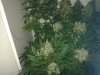 day 58 flowering.jpg