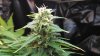 AK48 - Right Plant 1.jpg