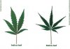 indica-sativa-leaves.jpeg