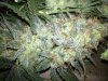 DP Strawberry Cough 7-5-14 011.jpg