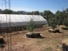 greenhouse 7-6-2014 013.JPG