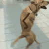 dog.gif